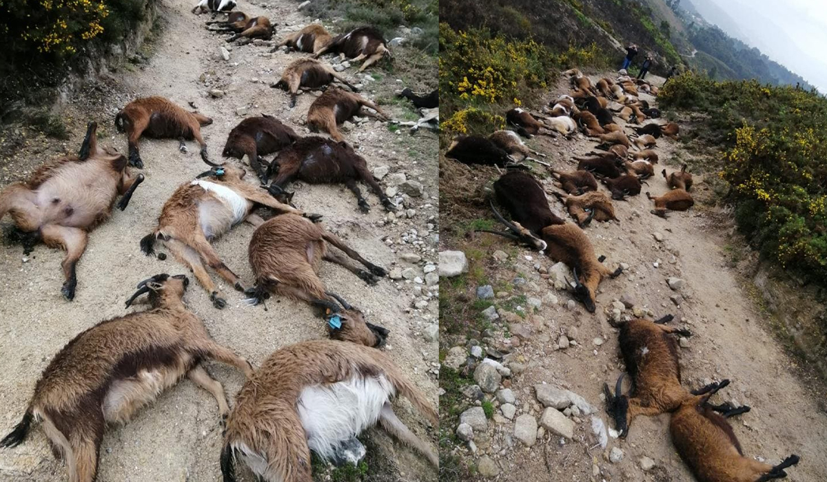 Cenário de terror: Raio atinge rebanho e mata 68 cabras em Gondoriz