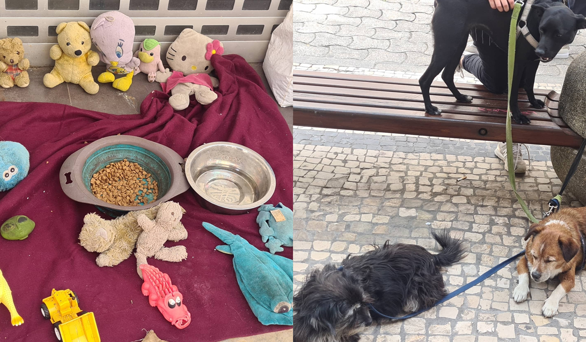 Mulher maldosa faz queixa de mendigo que tem 3 cães de companhia para lhe serem retirados