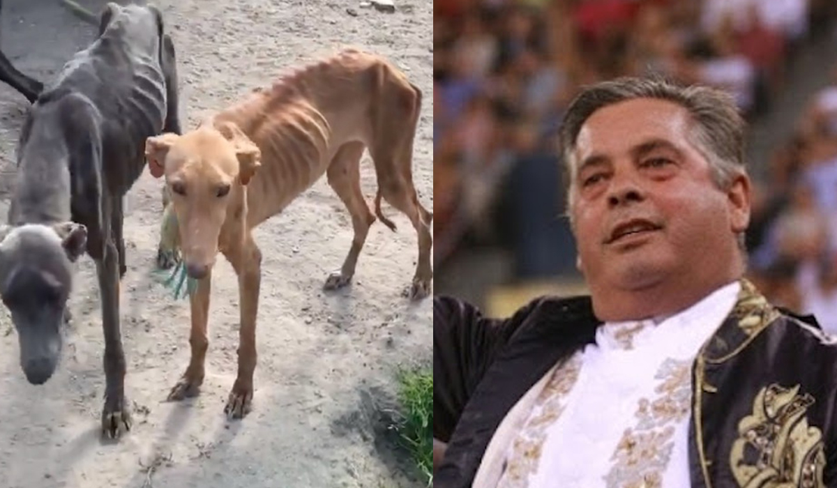 Read more about the article Após maltrato aos cães, toureiro João Moura é esta noite homenageado no Campo Pequeno