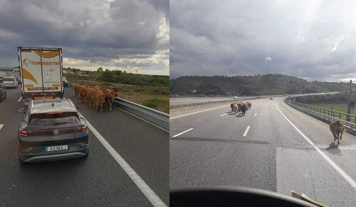 Read more about the article Vacas invadem a A1 e provocam o pânico perto de Santarém