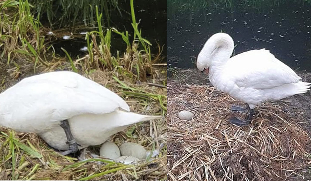 Read more about the article Cisne morre de tristeza depois dos seus ovos serem esmagados por um grupo de jovens