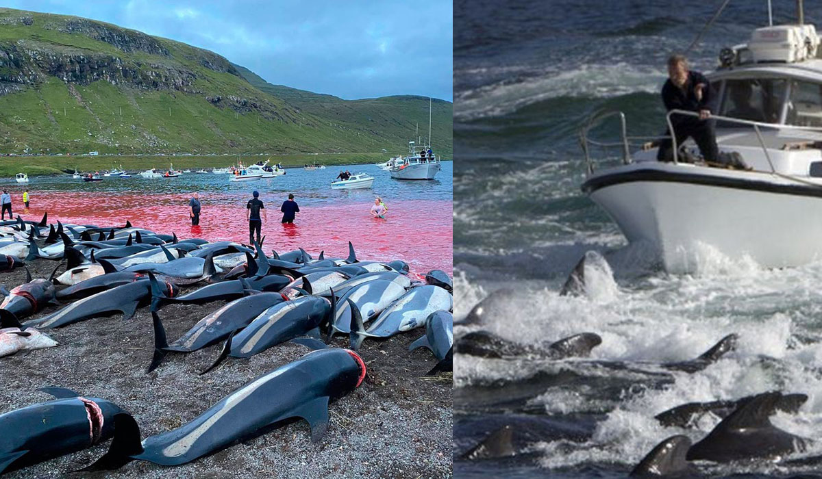 Read more about the article Tragédia nas Ilhas Faroé: Mais 1400 golfinhos mortos por “cultura” e prazer