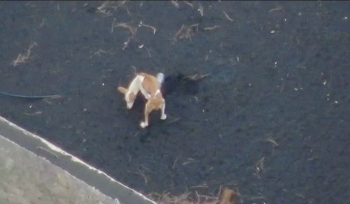 Read more about the article Cães cercados pela lava do vulcão de La Palma resgatados por equipa misteriosa