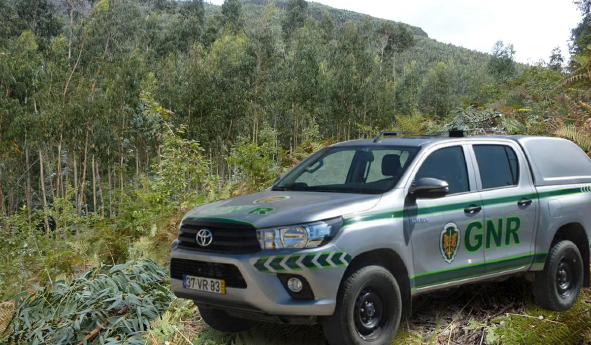 Read more about the article Homem morre esmagado por árvore enquanto cortava eucaliptos em Águeda