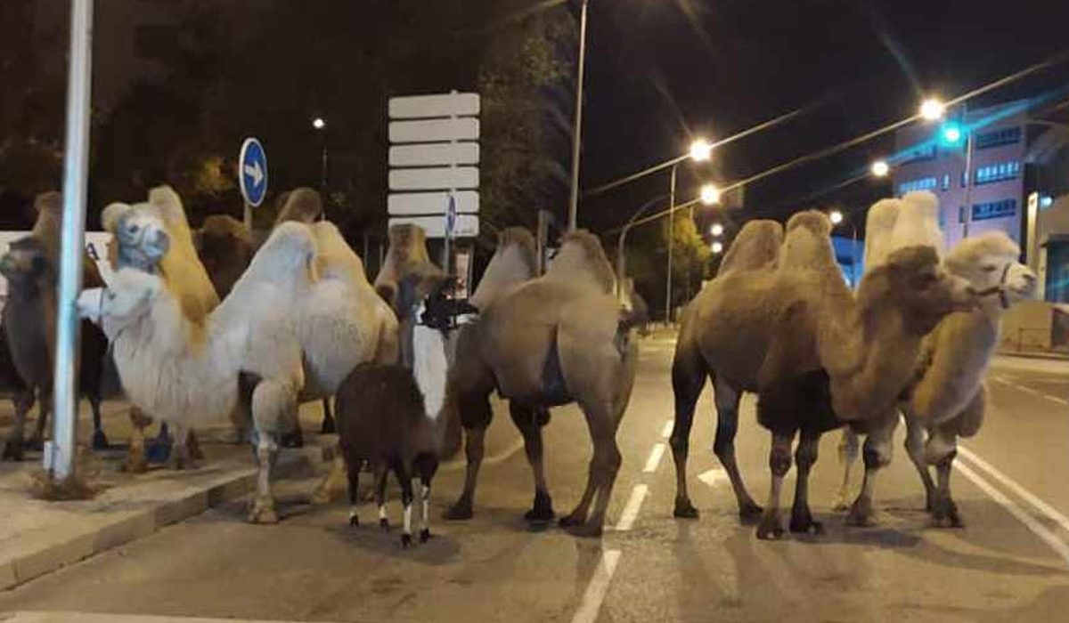 Read more about the article Oito camelos e um lama fogem de circo e passeiam em “família” pelas ruas de Madrid