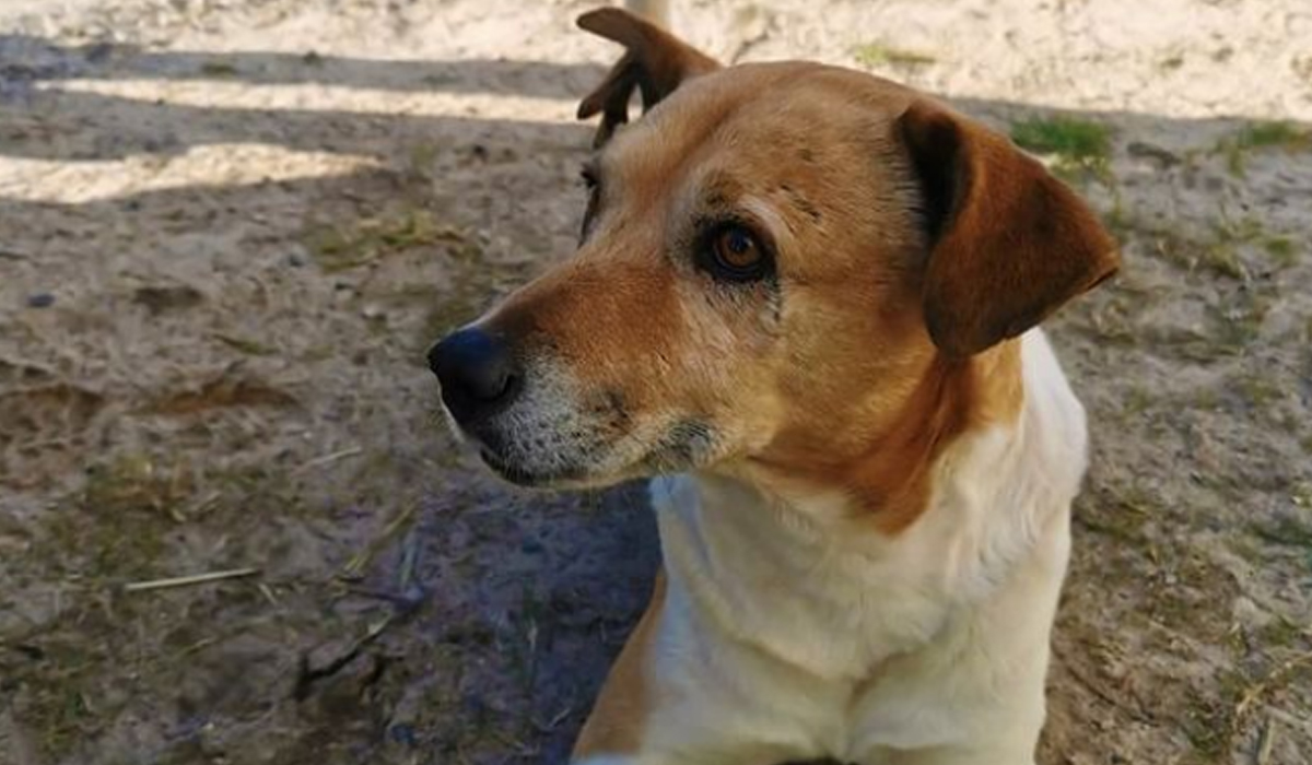 Read more about the article Cão desaparecido desde 2015 encontrado pela GNR de Setúbal 6 anos depois