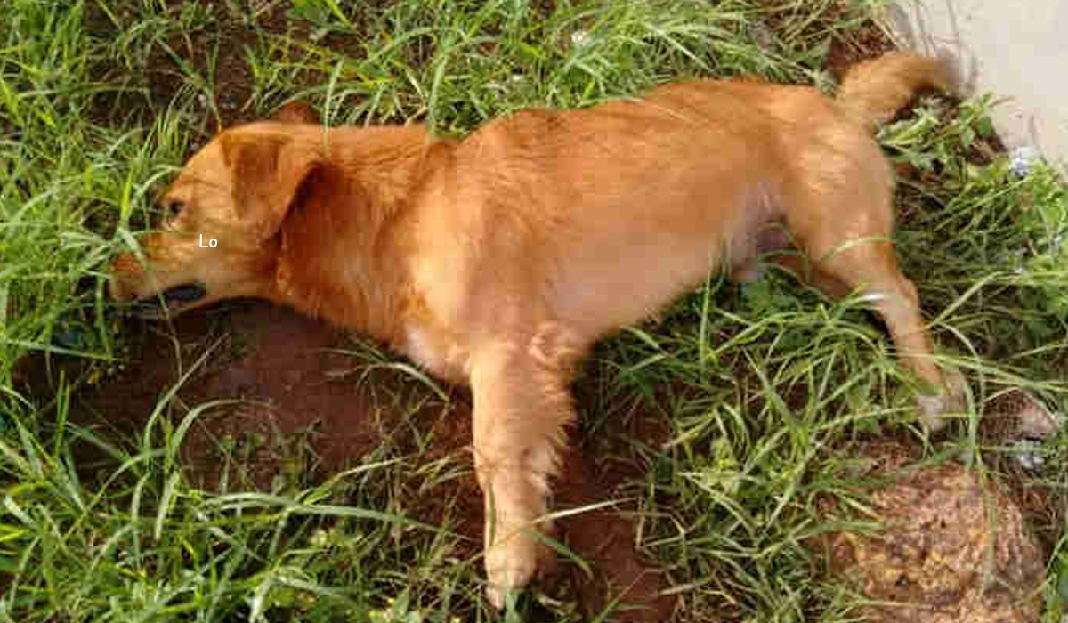 Read more about the article Homem mata cão com caçadeira porque lhe “invadiu” o terreno em Leiria