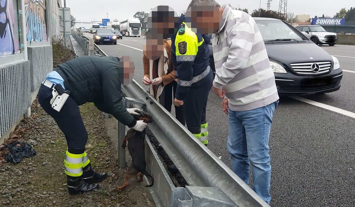 Read more about the article GNR corta autoestrada em Gaia para salvar cão perdido na via