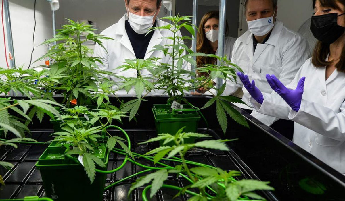Read more about the article Estudo revela que canábis poderá reduzir risco de infeção de Covid-19