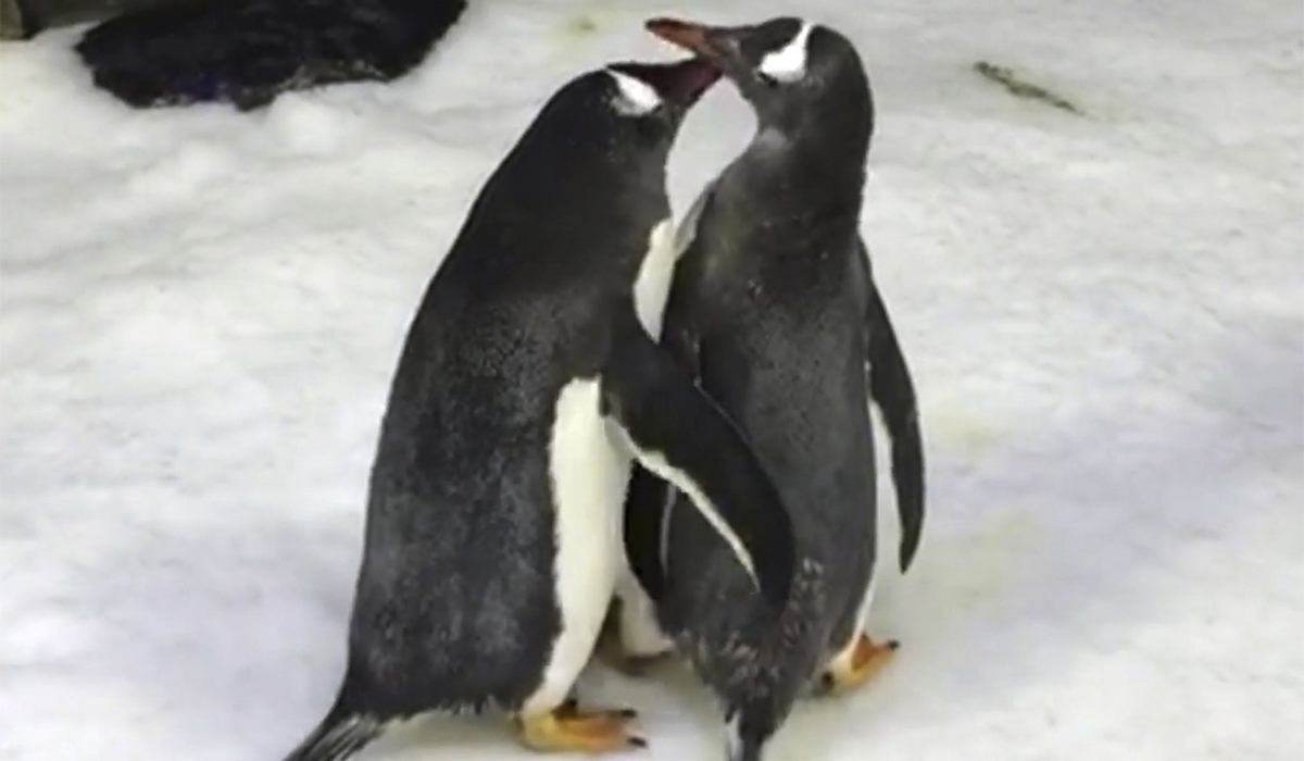 Read more about the article Casal de pinguins gay prepara ninho para adotar novo bebé