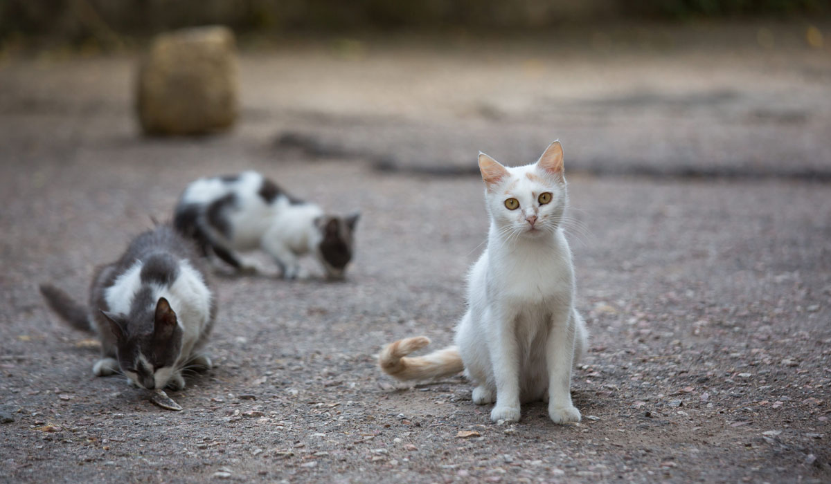 Read more about the article Surto de gatos mortos infetados por vírus contagioso e mortal em Pombal preocupa população