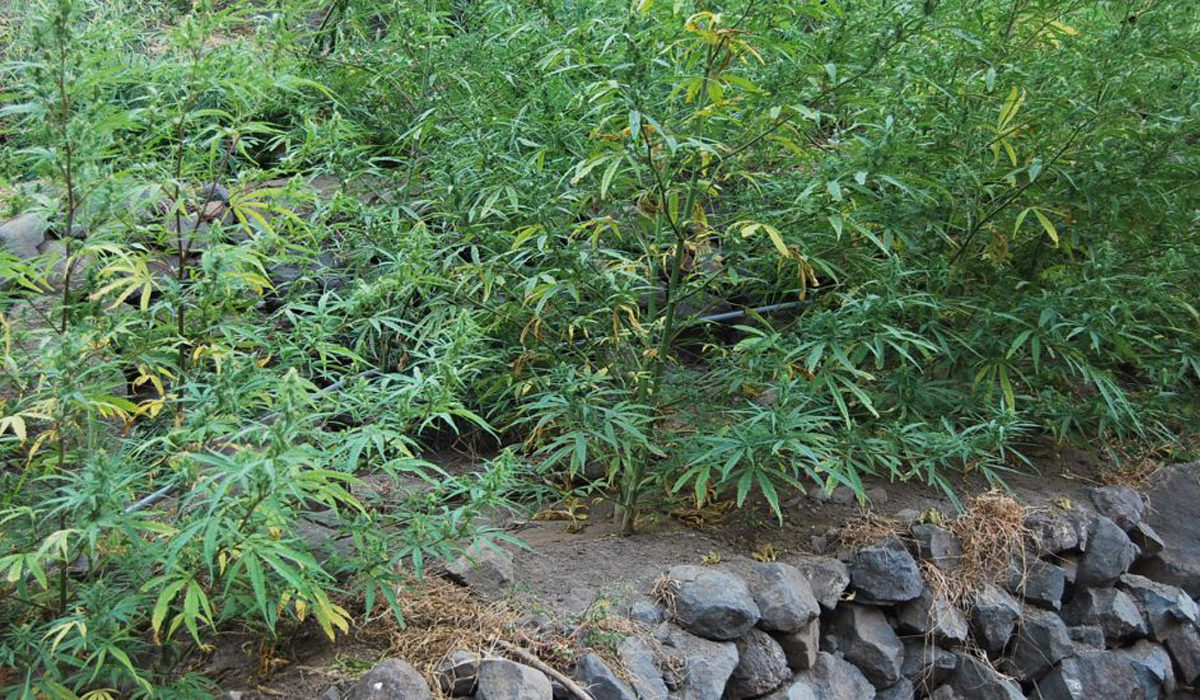 Read more about the article PJ apreende 4 milhões de euros em canábis produzidos em Portugal pela máfia chinesa