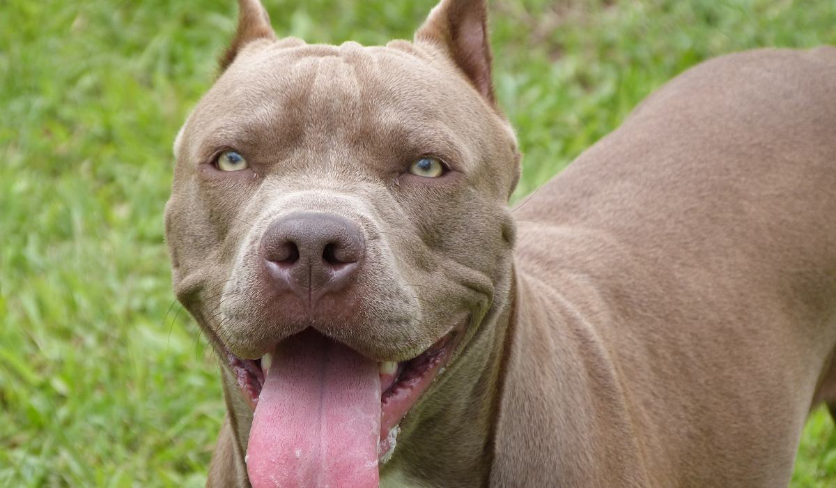 Read more about the article Menino de 12 anos atacado brutalmente por pitbull à porta de casa