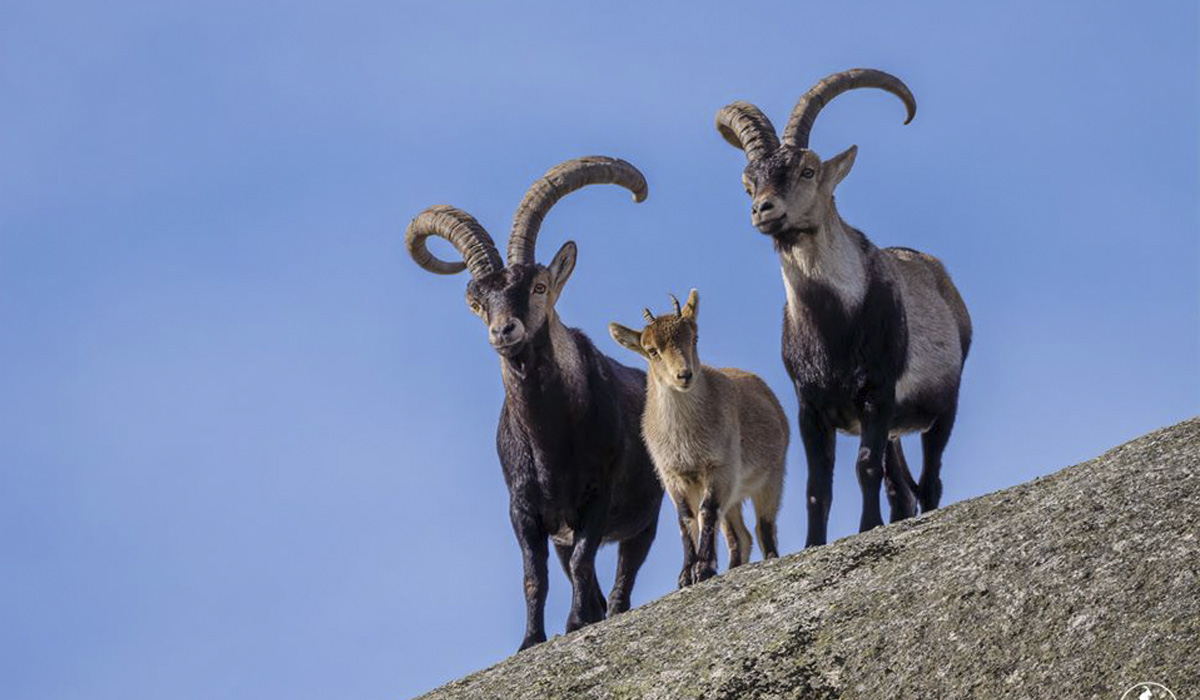 Read more about the article Cabras-montesas mortas por caçadores no Gerês para venderem as suas cabeças