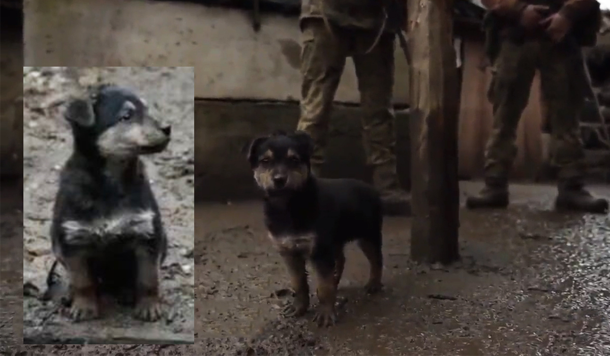 Read more about the article Soldados ucranianos adotam cachorrinho e chamam-lhe ‘Rambo’