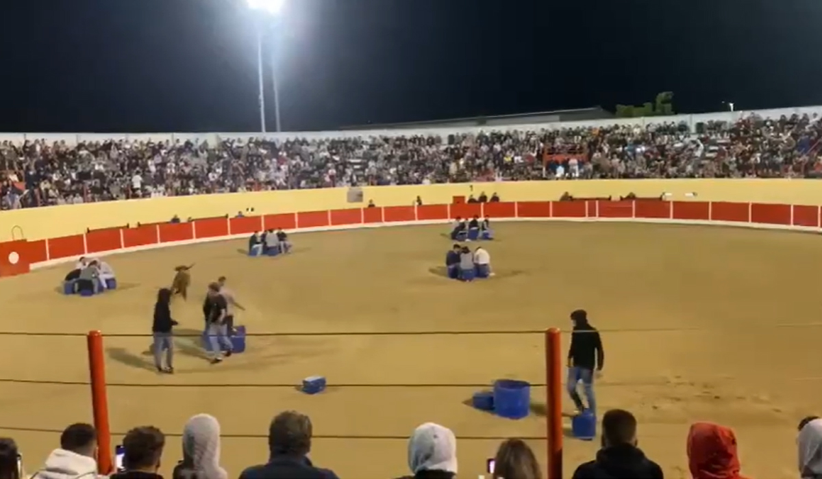 Read more about the article Praça de Touros da Azambuja completamente cheia para assistir à ‘Mesa da Tortura’ às 2h00 da madrugada de domingo