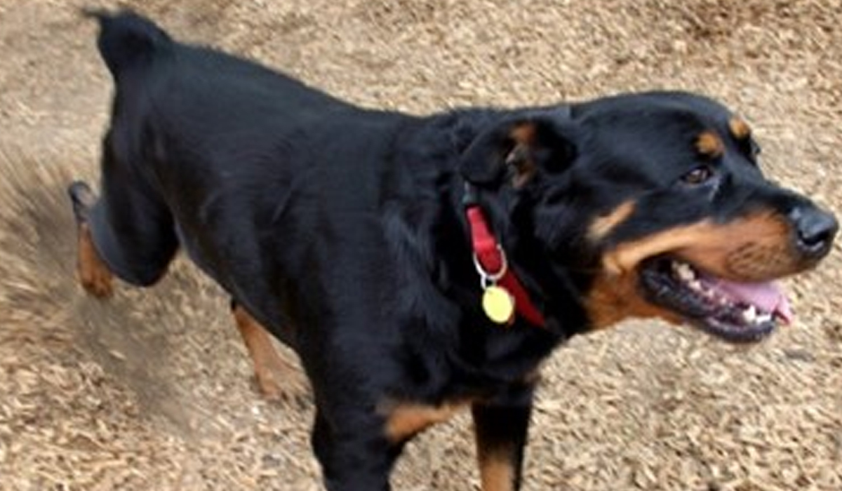 Read more about the article Menina de 3 anos em estado grave após Rottweiler atacar mãe e filha no Cartaxo