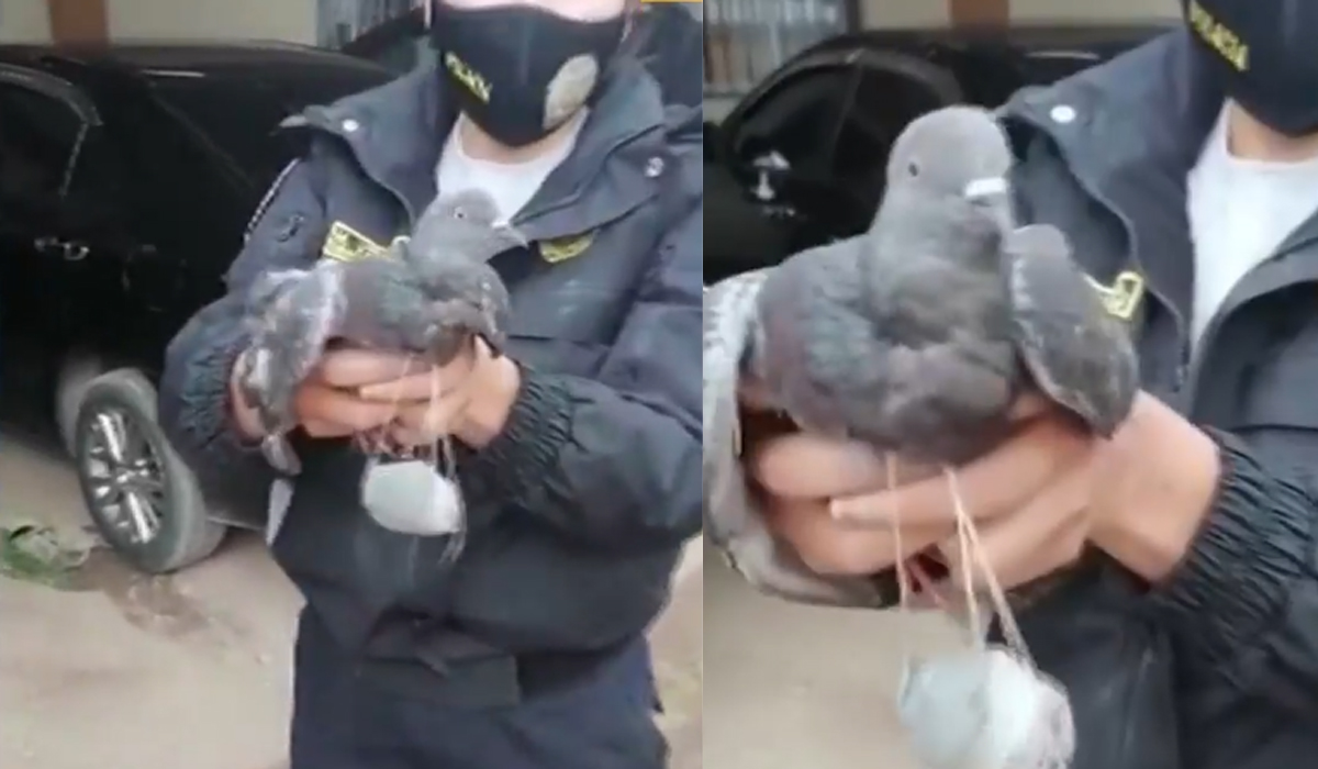 Read more about the article Pombo “traficante” apanhado pelas autoridades quando ia entregar droga a reclusos na prisão