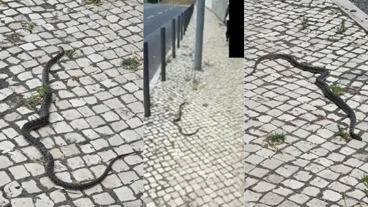 Cobra avistada junto à Segunda Circular em Lisboa causa alarme entre transeuntes