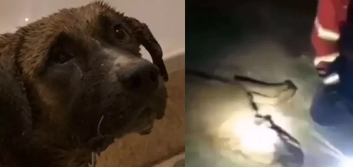 Morreu Fiji, o cão resgatado pelos bombeiros de incêndio em Estarreja