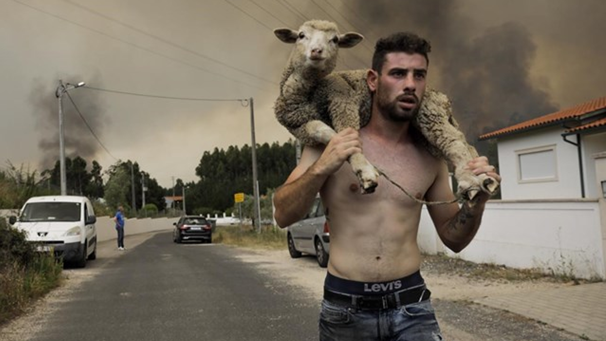 João Paulo, o jovem que carregou ovelhas às costas durante incêndio, conta: "Conseguimos salvar todos os animais"