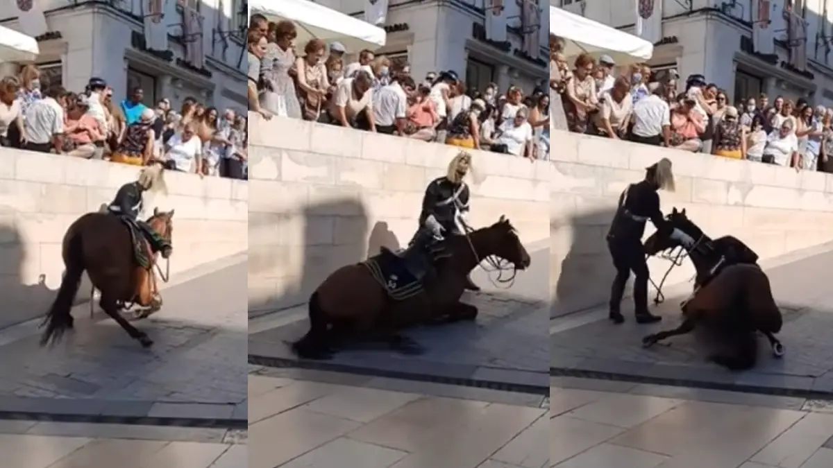 Queda de cavalos em procissão em Coimbra gera indignação nas redes sociais. PAN exige explicações