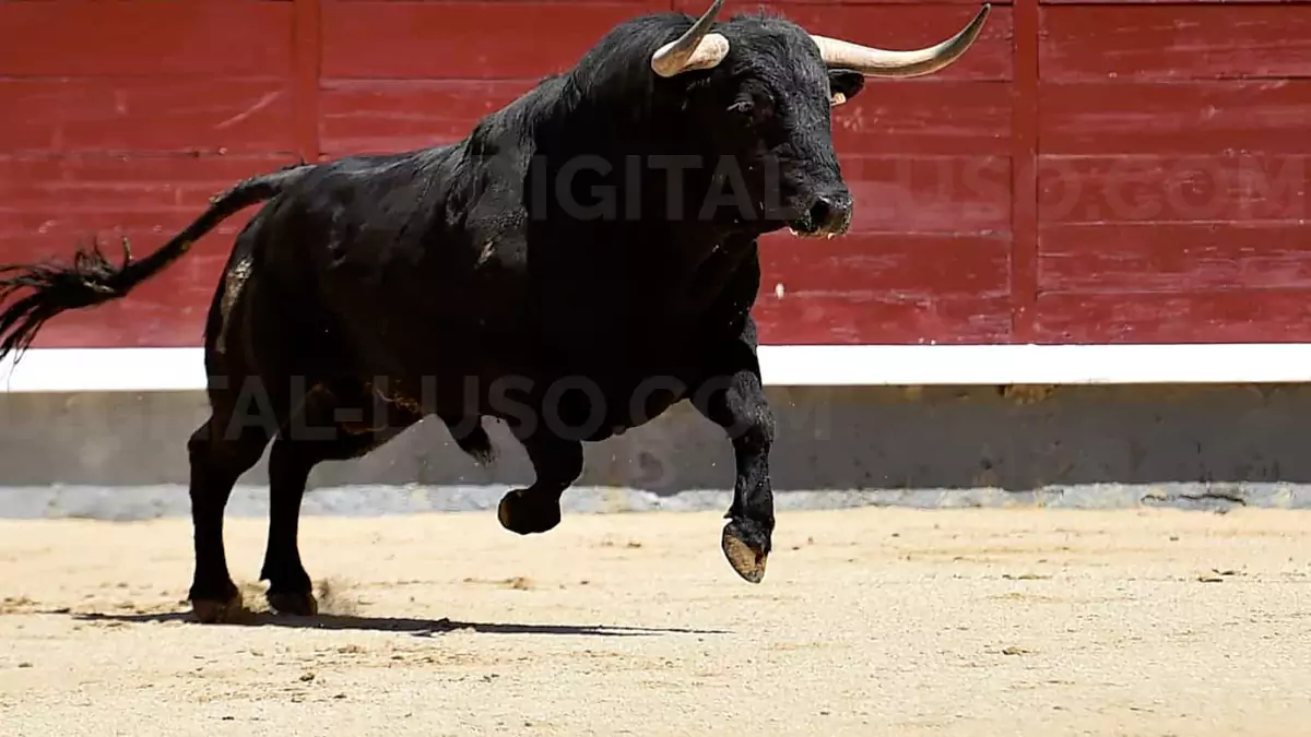 11 forcados em Salvaterra de Magos feridos durante a tourada