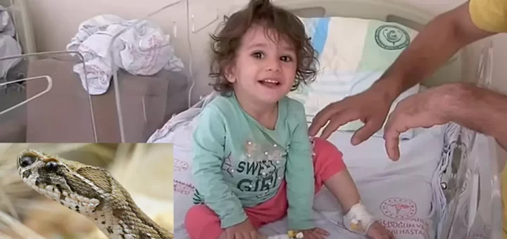 Menina de dois anos mata cobra à dentada após animal lhe morder no lábio