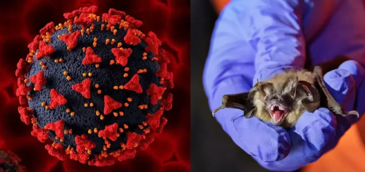 Khosta-2: Conheça o novo vírus idêntico ao da Covid-19, que pode infetar humanos