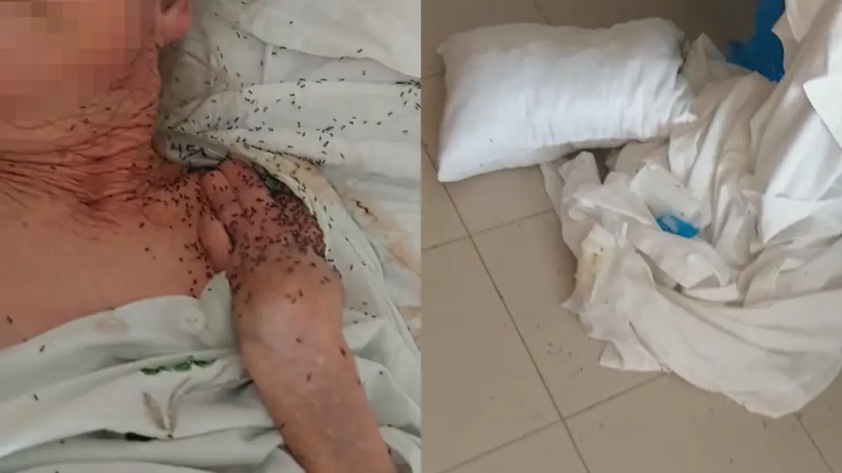 "Negligência grave": Idosa encontrada coberta de formigas e com ferida aberta num lar em Loulé