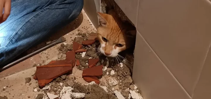 Jovem destrói obras na casa de banho após descobrir que trabalhadores deixaram gato na parede