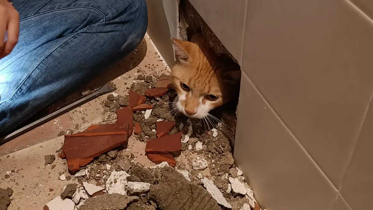Jovem destrói obras na casa de banho após descobrir que trabalhadores deixaram gato na parede