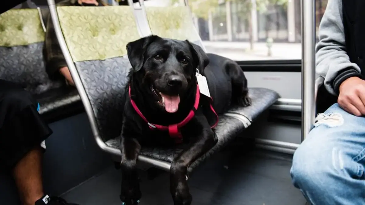 Morreu Eclipse, a cadelinha que ficou famosa por apanhar o autocarro sozinha para ir ao parque