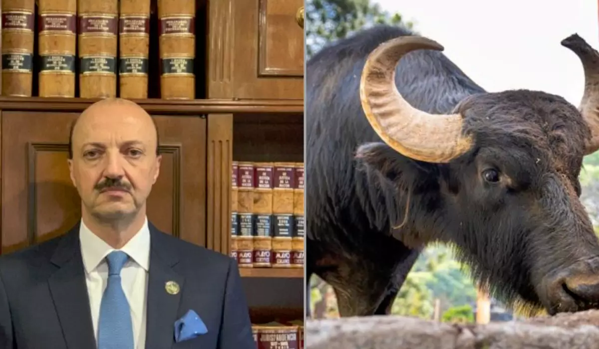 Presidente de associação dos caçadores morre com cornada de búfalo após disparar contra o animal