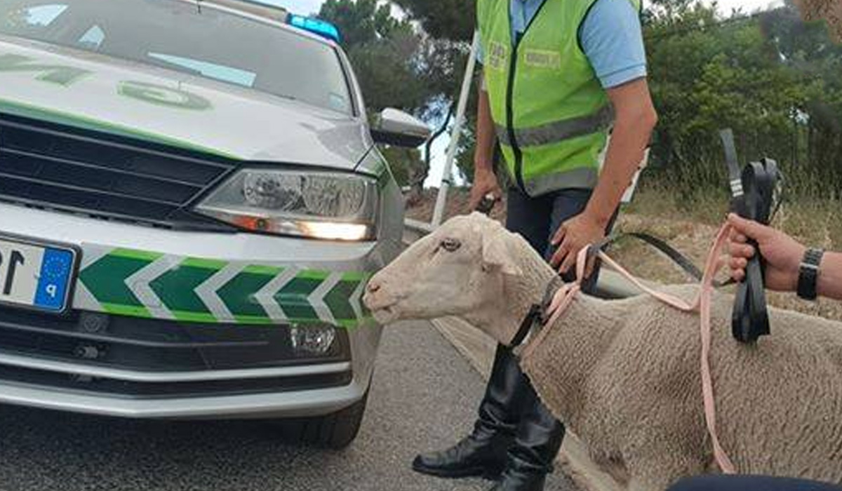 Read more about the article Jovem de 22 anos rouba ovelha de mota e leva-a sem carta, em Vila Verde