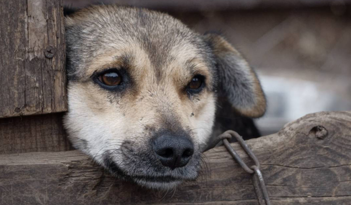 Read more about the article Multa até 160 mil euros para quem matar um animal