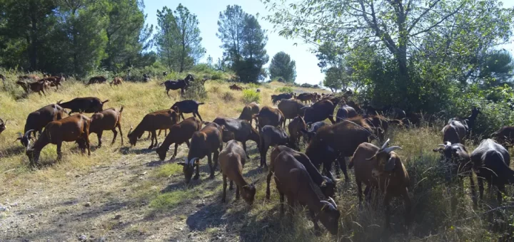 Português detido na Suíça por abusar de dezenas de ovelhas e cabras