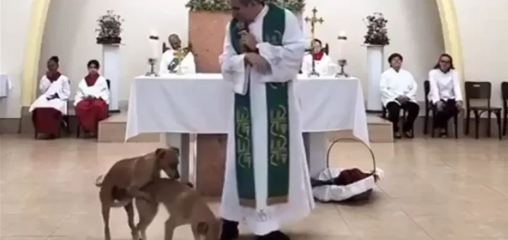 Cães interrompem missa e deixam padre envergonhado: "Não podem fazer isso aqui"