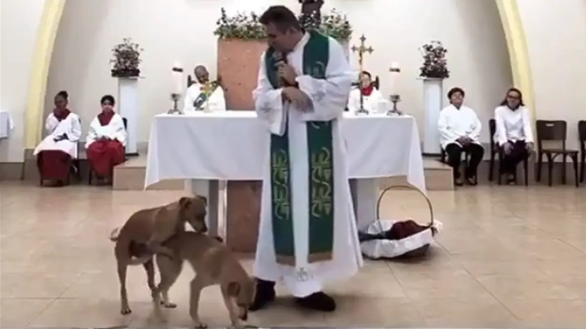 Cães interrompem missa e deixam padre envergonhado: "Não podem fazer isso aqui"
