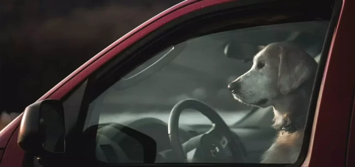 Condutor em excesso de velocidade troca de lugar com o cão depois de ser apanhado pela polícia