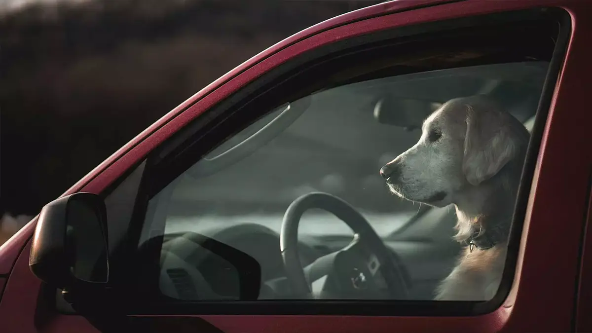 Condutor em excesso de velocidade troca de lugar com o cão depois de ser apanhado pela polícia